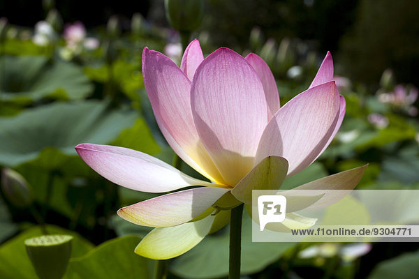 Indian Lotus (Nelumbo nucifera) flower  Arboretum Baumpark Ellerhoop  Schleswig-Holstein  Germany