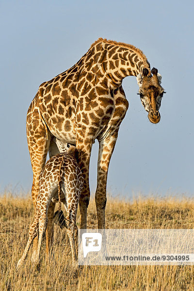 Giraffe (Giraffa camelopardalis) säugt Giraffenjunges  Masai Mara  Kenia