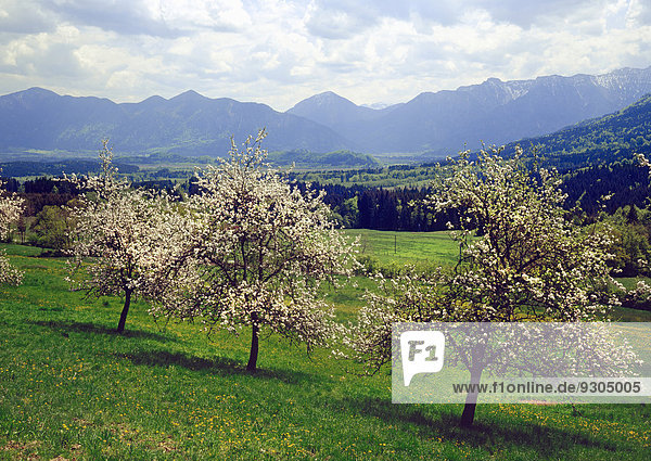 Blühende Obstbäume im Frühling vor Herzogstand  Heimgarten und Estergebirge  bei Murnau  Oberbayern  Bayern  Deutschland