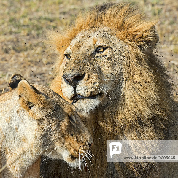 Paarungsbereite Löwen (Panthera leo)  Masai Mara  Kenia