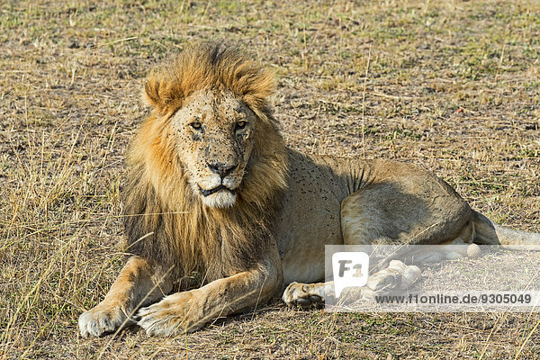 Löwe (Panthera leo)  Masai Mara  Kenia