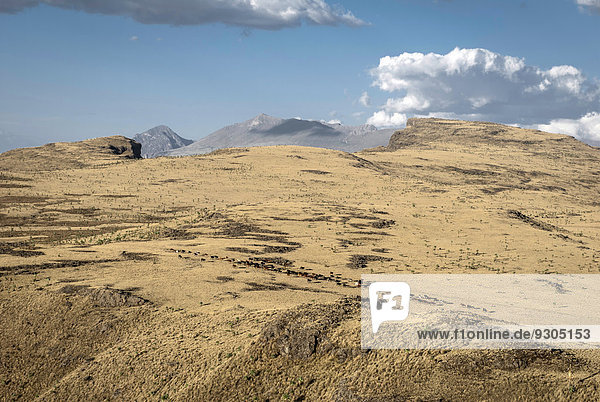 Rinderherde  Nationalpark Simien Mountains  Ras Daschän  Äthiopien