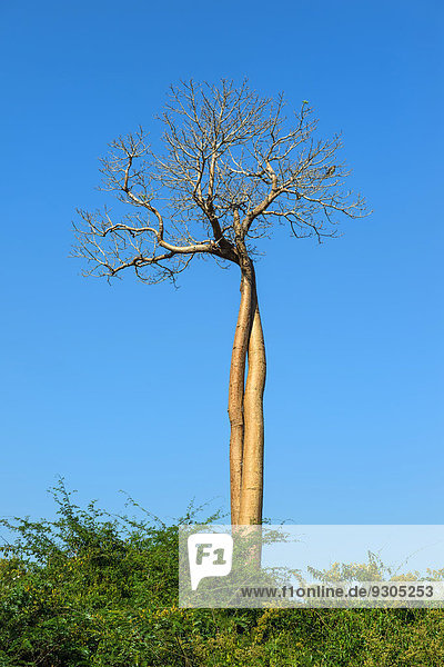 Miteinander verschlungene Baobab-Bäume (Adansonia grandidieri)  Belo sur Tsiribihina  Morondava  Provinz Toliara  Madagaskar