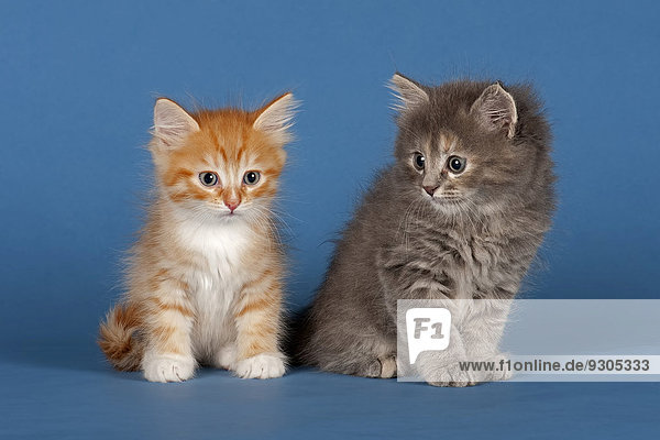 Zwei Sibirische Waldkatzen  Kitten  7 Wochen