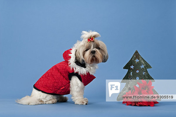 Shih Tzu Shih Tzus Kleidung Hund Weihnachten Dekoration
