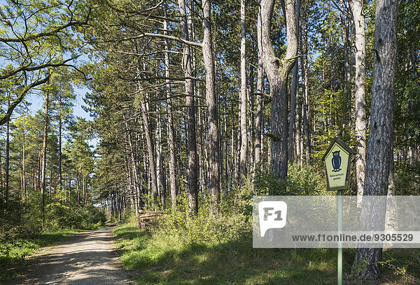 Waldkiefer-Bestand (Pinus sylvestris)  Naturschutzgebiet  ehemalige innerdeutsche Grenze  Grünes Band  bei Gedenkstätte Point Alpha  Geisa  Rhön  Thüringen  Deutschland