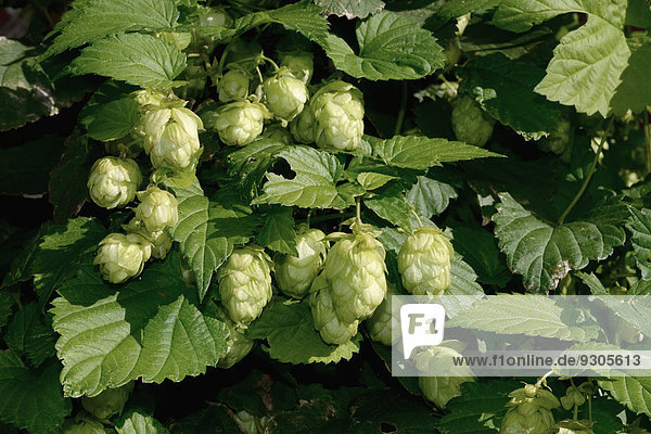 Hopfen (Humulus lupulus) Schweden