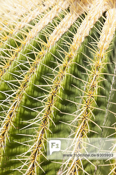 Goldkugelkaktus (Echinocactus platyacanthus)  Vorkommen Mexiko