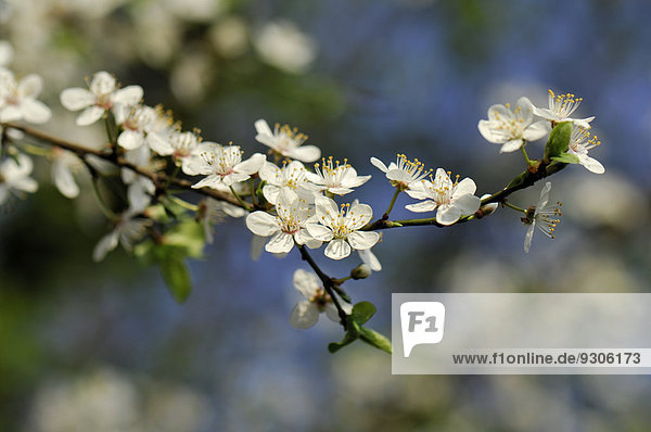 Blüte der Kirschpflaume (Prunus cerasifera),  Nordrhein-Westfalen,  Deutschland