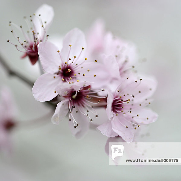 Blüte der Kirschpflaume (Prunus cerasifera),  Nordrhein-Westfalen,  Deutschland