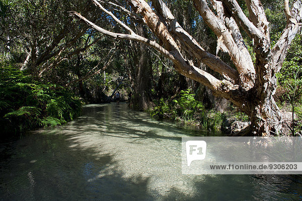Eli Creek  Fraser Island  Queensland  Australia
