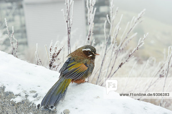 Japanbrillenvogel (Zosterops japonicus) im Schnee Taiwan
