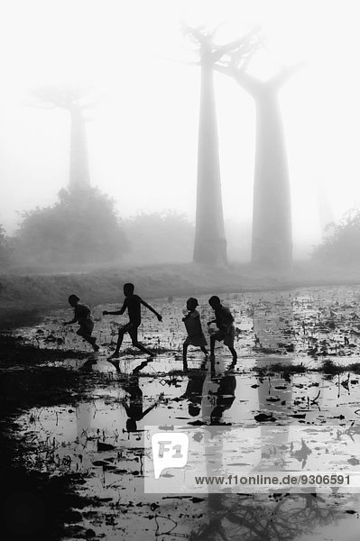 Madagassische Kinderlaufen durch einen Teich  dahinter Baobab-Bäume (Adansonia grandidieri)  an einem nebligen Morgen  Morondava  Provinz Toliara  Madagaskar