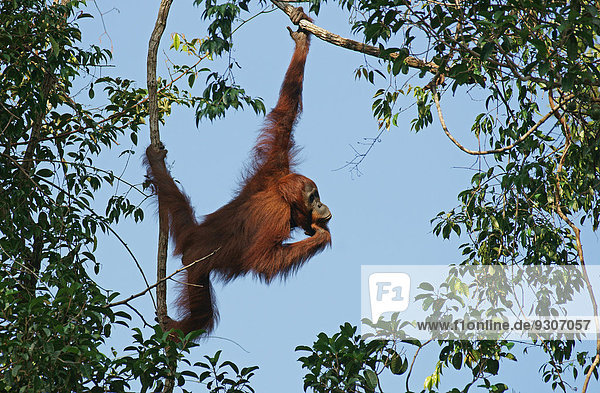 Borneo-Orang-Utan (Pongo pygmaeus)  Nationalpark Tanjung Puting  Zentralkalimantan  Borneo  Indonesien