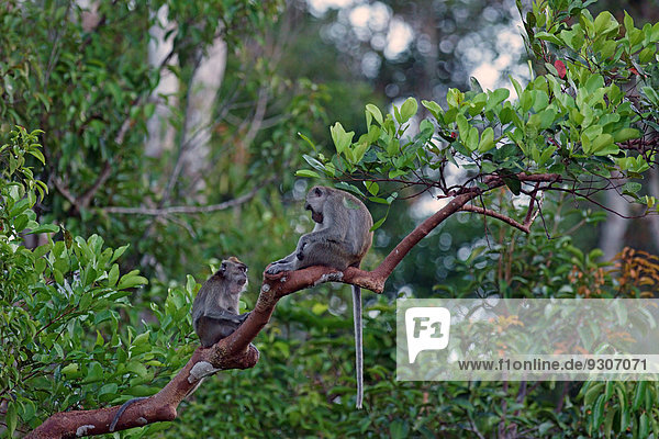 Zwei Langschwanz-Makaken  Javaneraffen oder Krabbenesser (Macaca fascicularis)  Nationalpark Tanjung Puting  Zentralkalimantan  Borneo  Indonesien