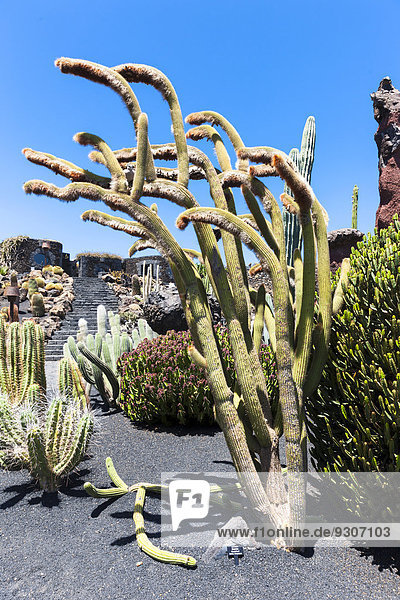 Espostoa guentheri Kaktus  Guatiza  Lanzarote  Kanarische Inseln  Spanien