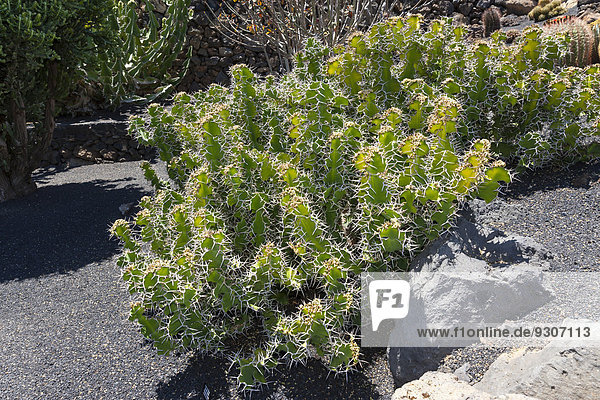 Großhörnige Wolfsmilch (Euphorbia grandicornis)  Vorkommen Ostafrika  Lanzarote  Kanarische Inseln  Spanien