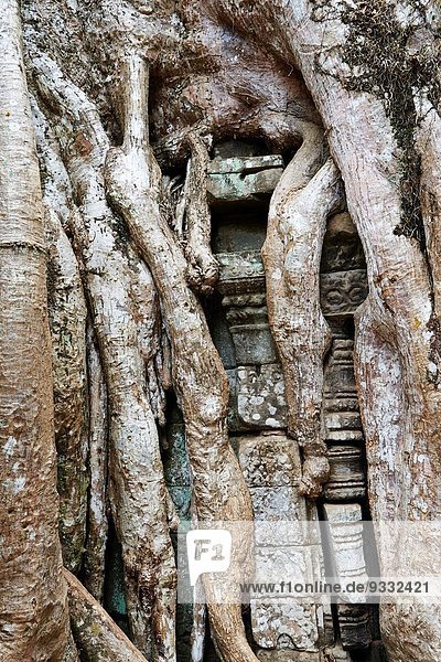 Wand Baum über Ruine Wurzel Kambodscha überwachsen Siem Reap