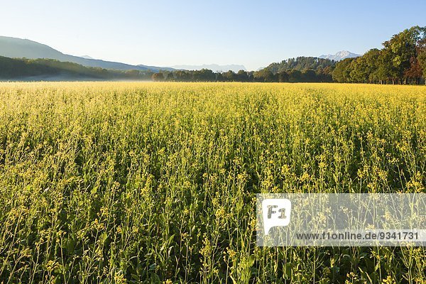 Rapsfeld im Süden der Stadt Salzburg Österreich