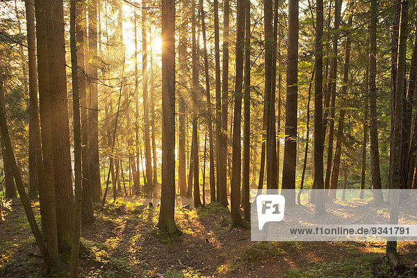 Sonnenstrahlen im Wald  Tirol  Österreich  Europa