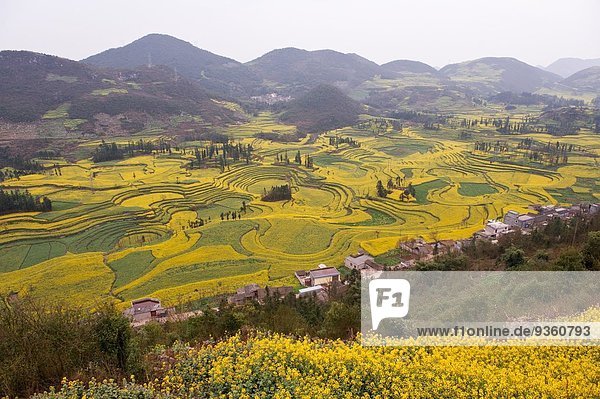 View of village and field terraces of blooming oil seed rape plants in valley  Luoping Yunnan  China