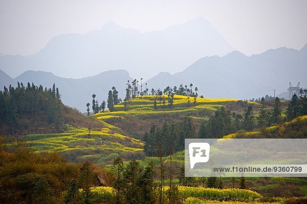 Nebliger Blick auf Feldterrassen  teilweise mit blühenden Ölrapspflanzen  Luoping  Yunnan  China