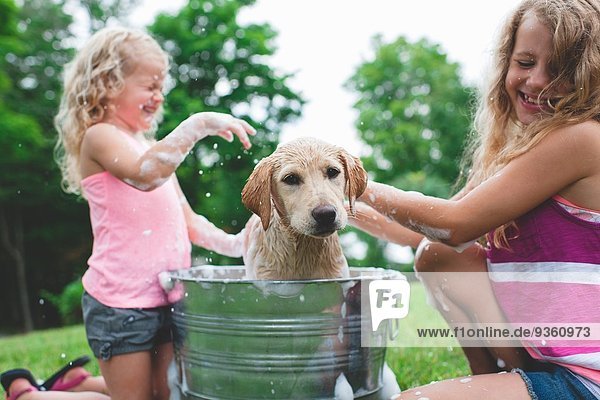 Labrador Retriever Welpe im Eimer schüttelndes Badewasser bei Schwestern