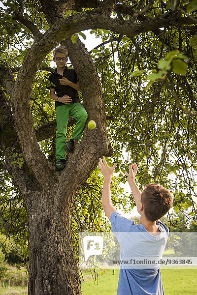 Junge wirft Apfel vom Baum