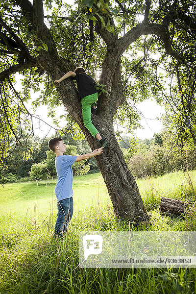 Junge  der seinem Freund hilft  einen Baum herunterzuklettern.