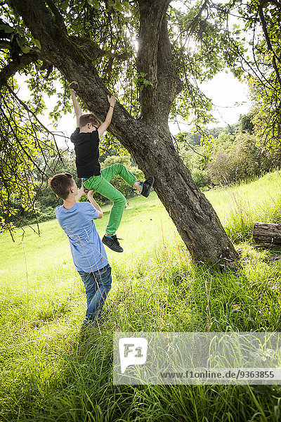 Junge  der seinem Freund hilft  einen Baum herunterzuklettern.