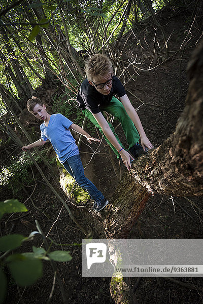Zwei Jungen balancieren auf einem Totholz im Wald.