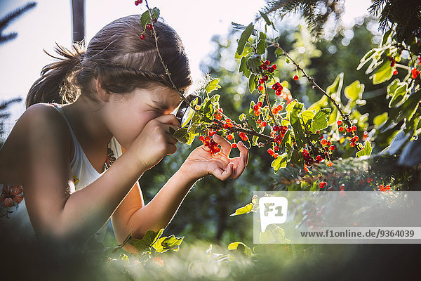Germany  Northrhine Westphalia  Bornheim  Girl inspecting currant bushes