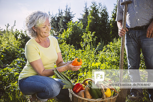 Germany  Northrhine Westphalia  Bornheim  Senior couple with vegetable basket in garden