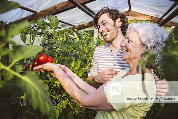 Deutschland  Nordrhein-Westfalen  Bornheim  Mann und Frau bewundern reife Tomaten im Gewächshaus
