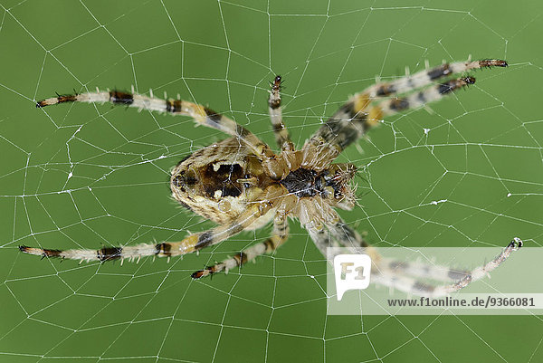 Europäische Gartenkreuzspinne  Araneus diadematus  auf Spinnennetz sitzend