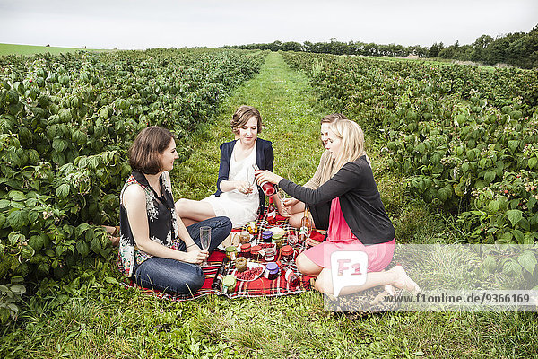 Group of female friends having a picnic between raspberry bushes