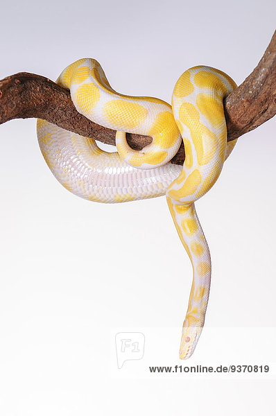 Python albino
