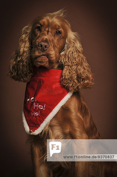 Cocker Spaniel with festive scarf