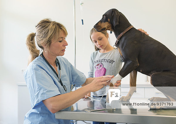 Tierärztin behandelt Hund in der Praxis