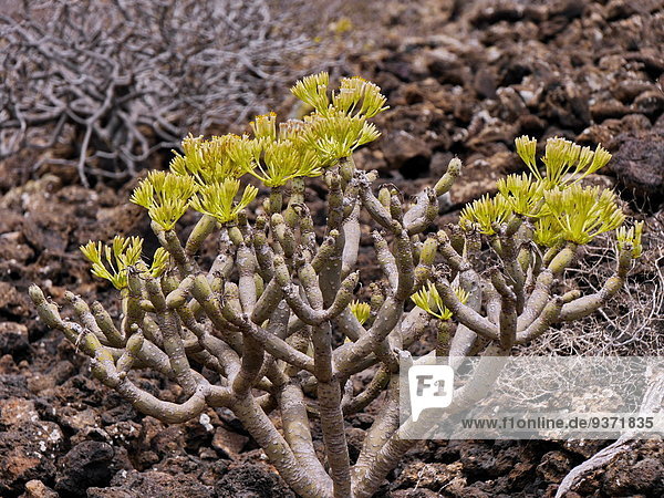 Kleinia neriifolia  Lanzarote  Canaries  Spain  Europe