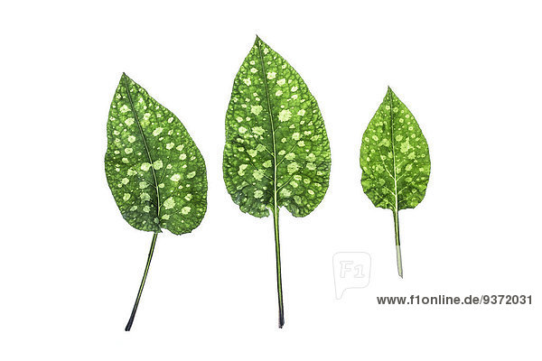 Three leaves of lungwort
