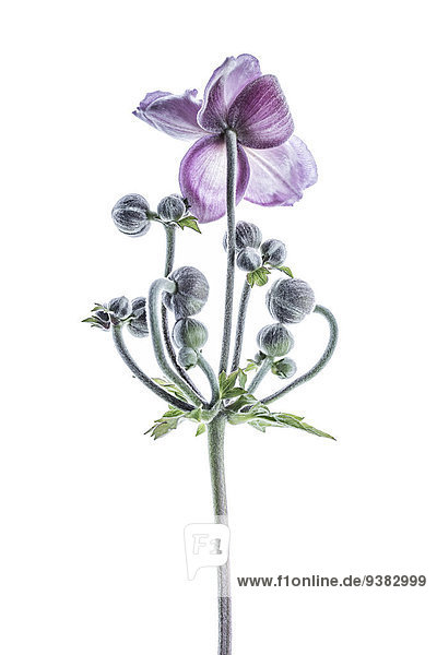 Herbst-Anemone