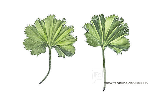 Two leaves of lady's mantle