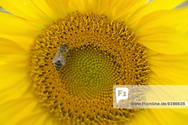 Biene auf Sonnenblume