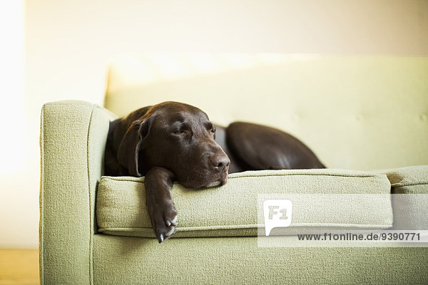 Couch ruhen Schokolade Labrador