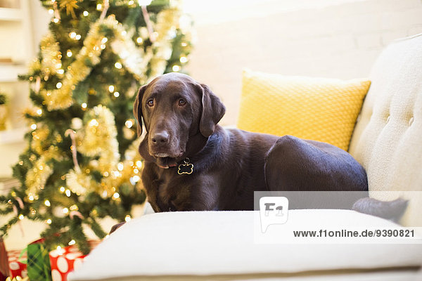 Entspannung Couch Weihnachten Schokolade Labrador