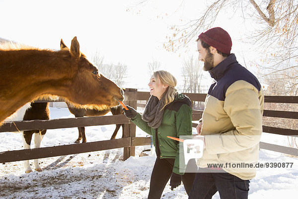 Young couple feeding horse with carrots
