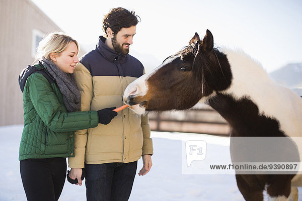 Young couple feeding horse with carrot