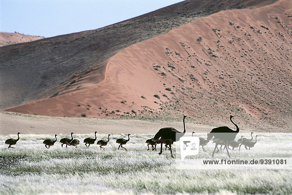 Landschaftlich schön landschaftlich reizvoll Landschaft Wüste Sand Vogel Düne jung Namibia Namib Afrika alt Sossusvlei Afrikanischer Strauß Struthio camelus