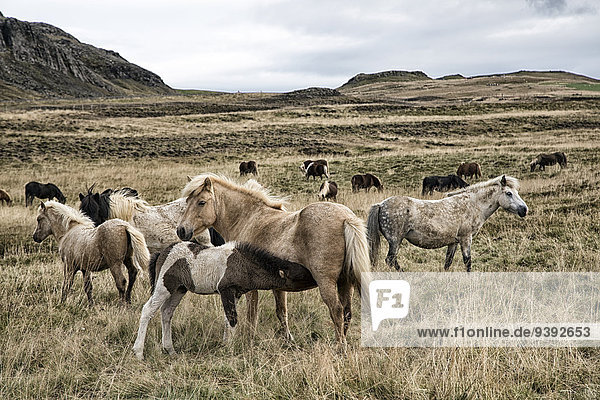 Europa Herde Herdentier Wiese Island